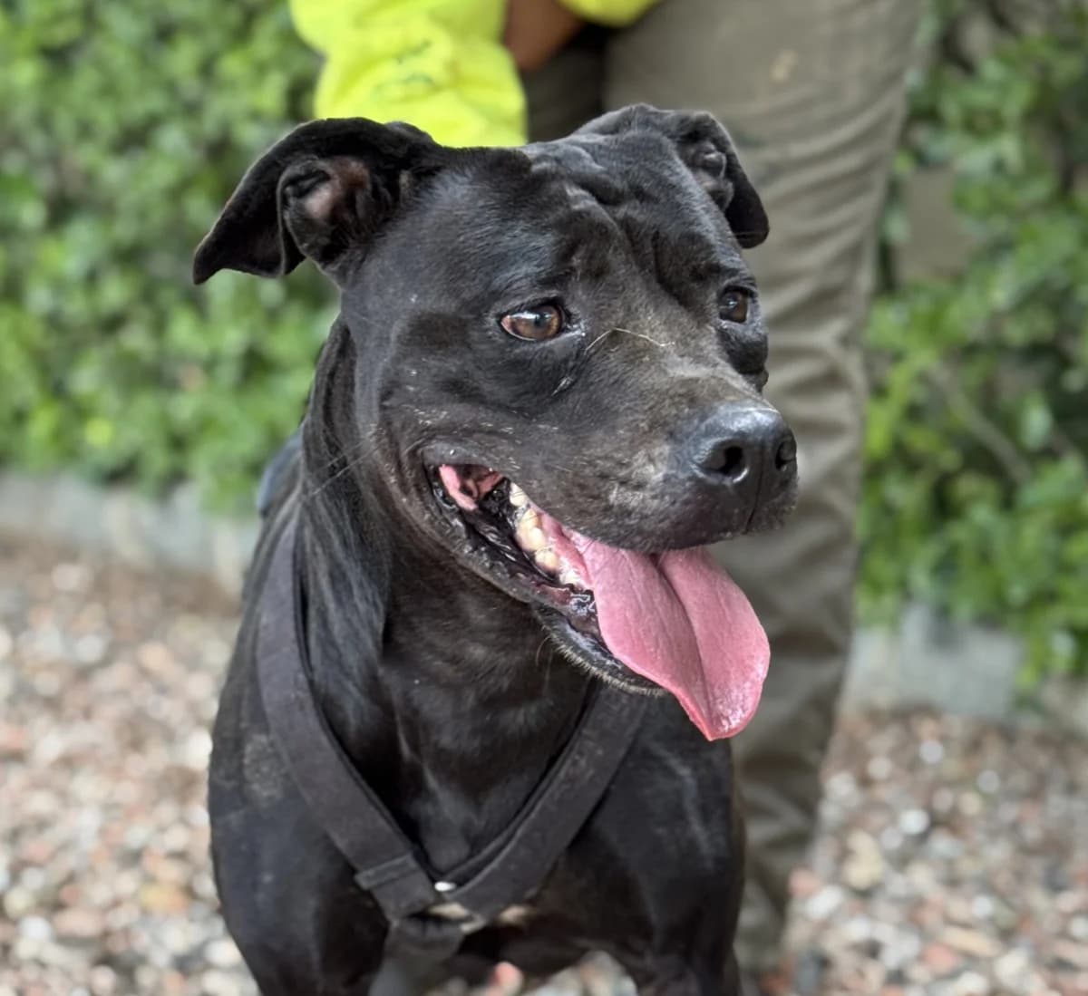 NEL, female Pit Bull Terrier for adoption at Help Guau