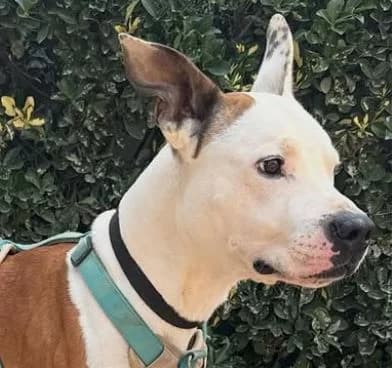 LUCA, male 6yo American Staffordshire Terrier for adoption at Help Guau