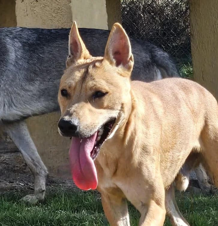 ALPHA, male young American Staffordshire Terrier for adoption at Help Guau