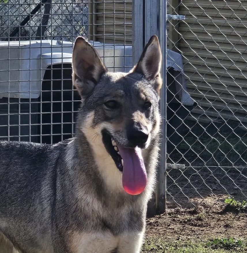 FREYA, female 3yo mixed breed for adoption at Help Guau