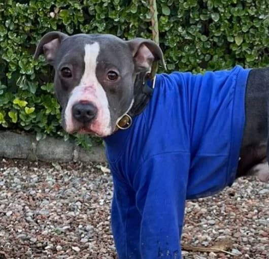 COBAIN, male 6yo American Staffordshire Terrier for adoption at Help Guau