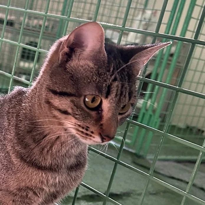 LITO, male young European Shorthair for adoption at Help Guau