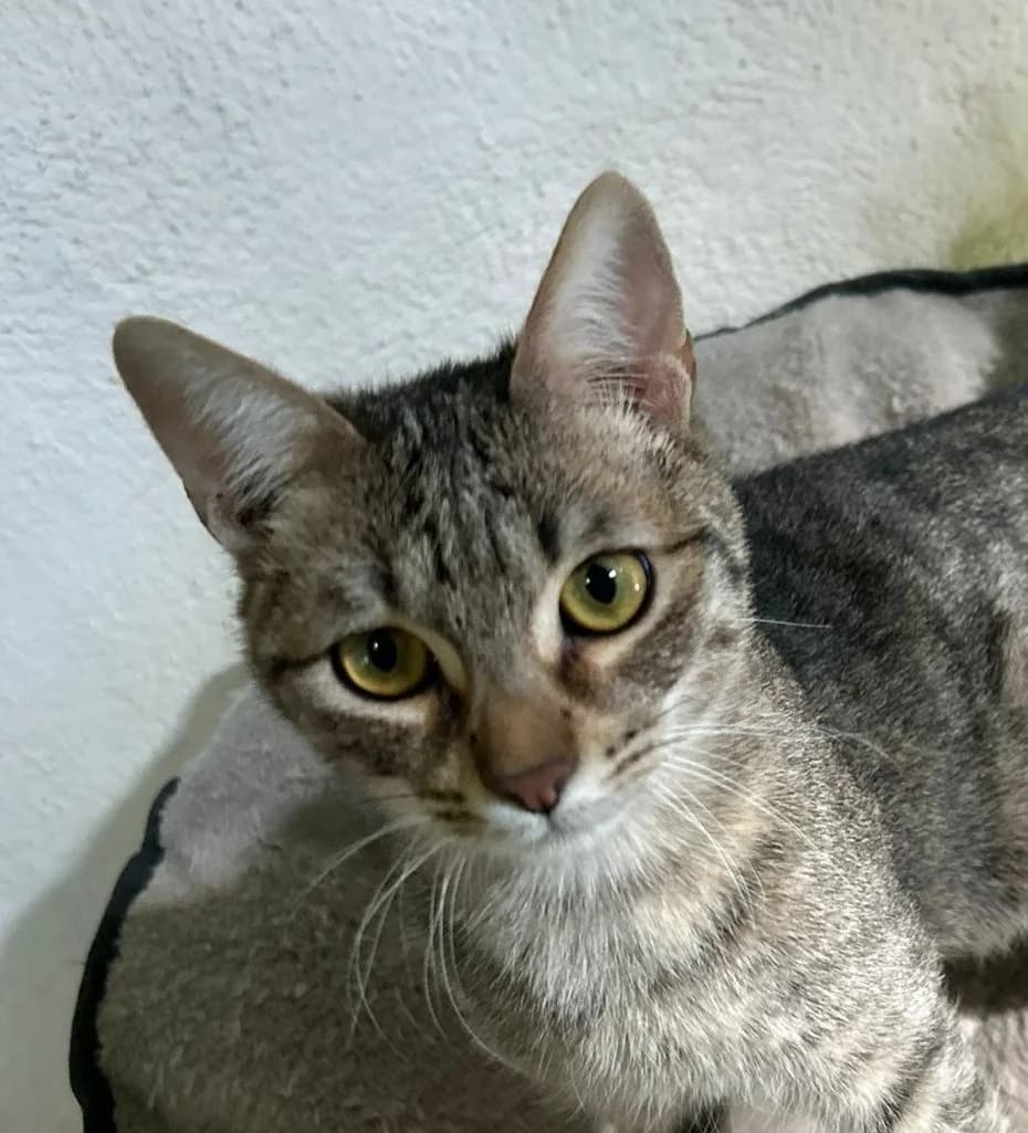 LITA, female young European Shorthair for adoption at Help Guau