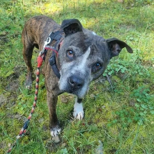 NITRO, male senior American Staffordshire Terrier for adoption at Help Guau
