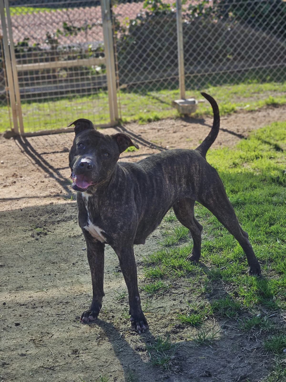 KATANA, female 6yo American Staffordshire Terrier for adoption at Help Guau
