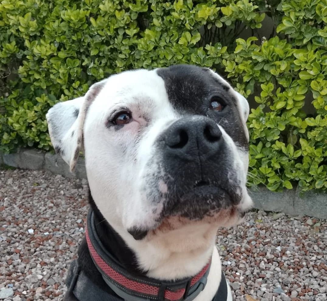 ATILA, male American Staffordshire Terrier for adoption at Help Guau
