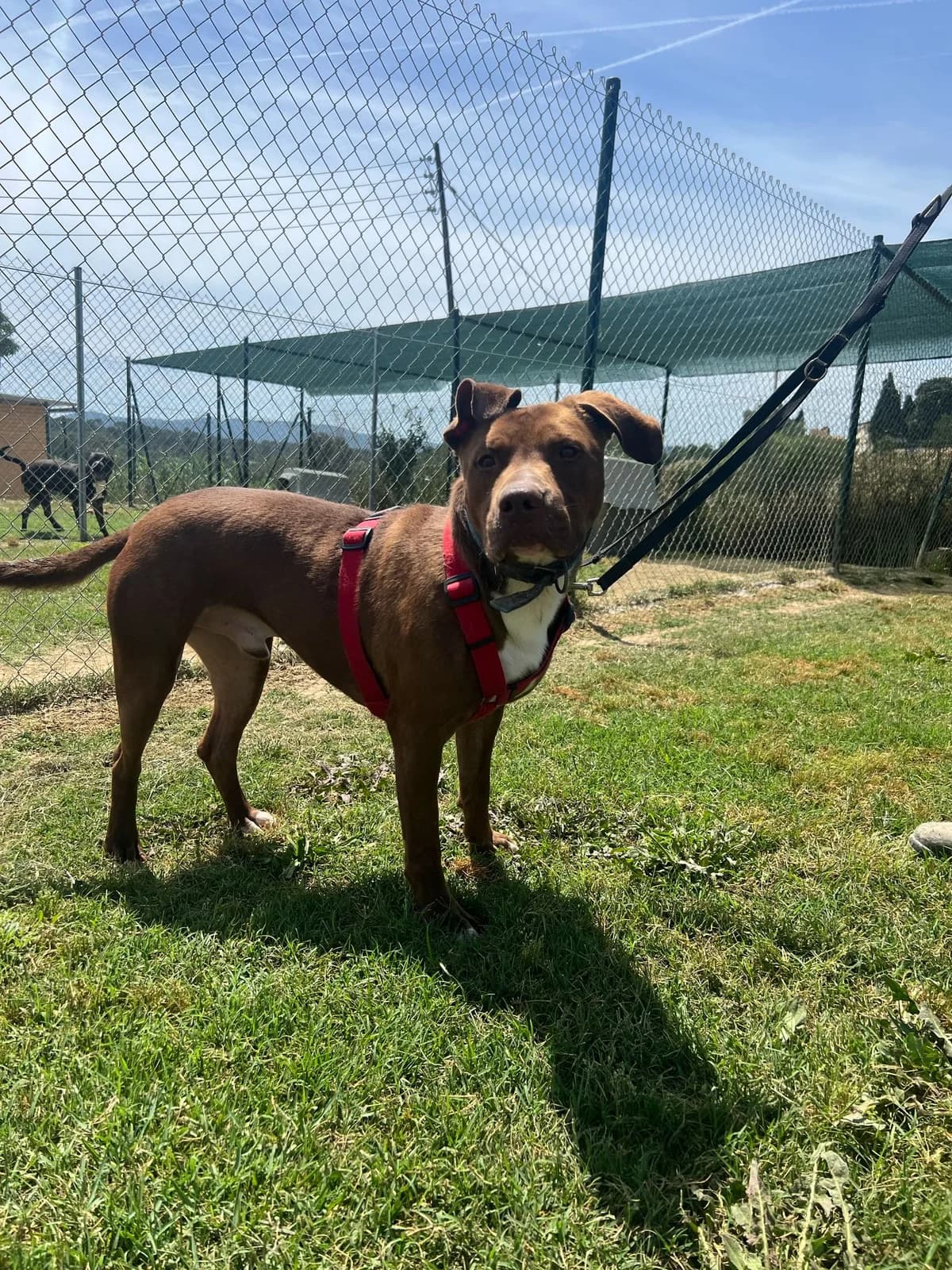 ALEX, male American Staffordshire Terrier for adoption at Help Guau