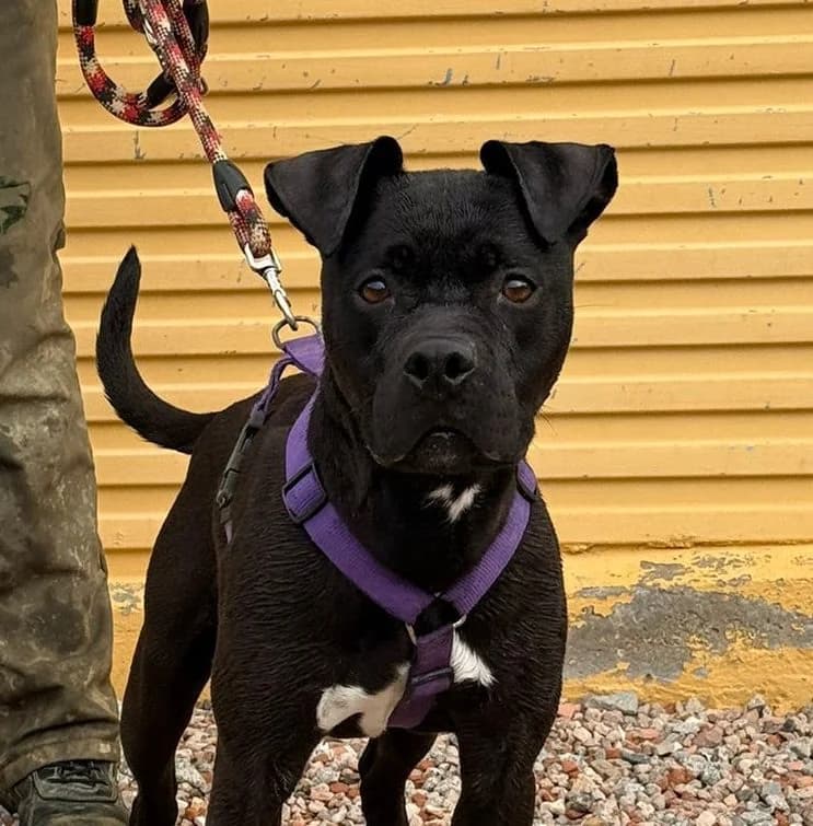 KIOBA, female American Staffordshire Terrier for adoption at Help Guau