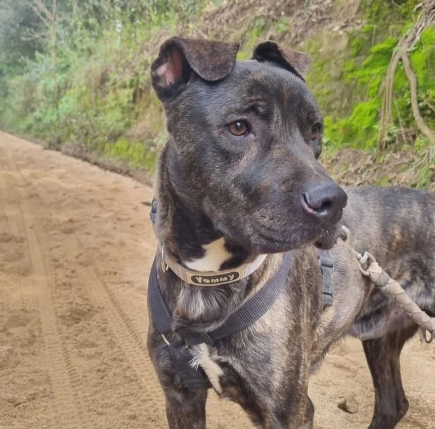 NARCO, male American Staffordshire Terrier for adoption at Help Guau