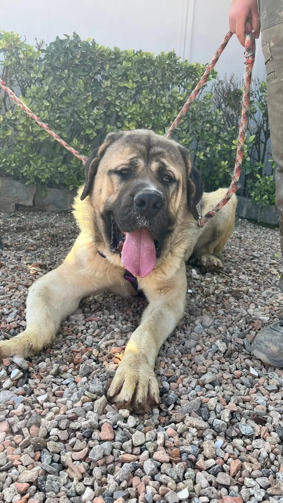 BRACO, male Spanish Mastiff for adoption at Help Guau