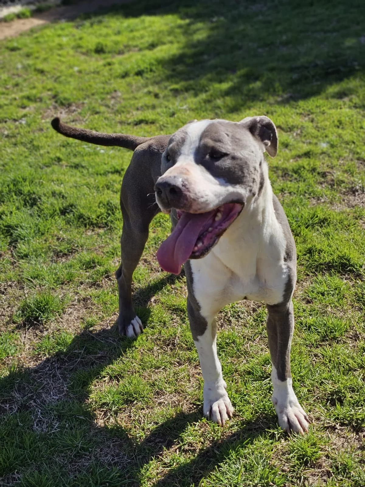 BLACK, male American Staffordshire Terrier for adoption at Help Guau
