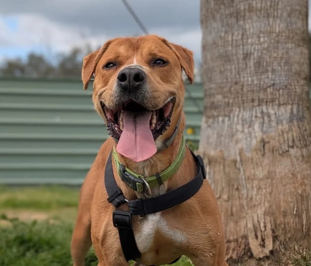 ROCKY, male American Staffordshire Terrier for adoption at Help Guau
