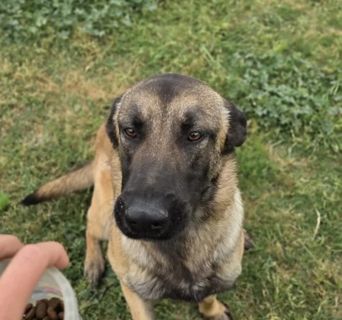 FLORENTINO, male Belgian Malinois for adoption at Help Guau