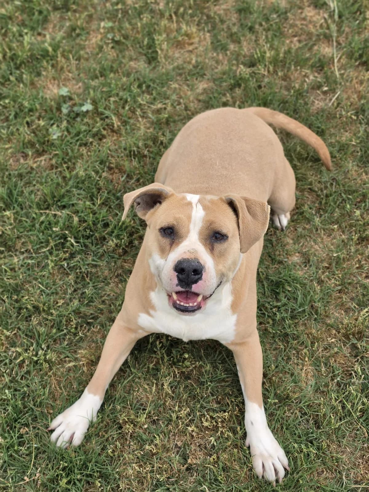 KORY, female 6yo American Staffordshire Terrier for adoption at Help Guau
