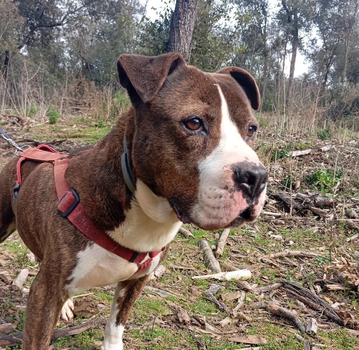 PILDO, male senior American Staffordshire Terrier for adoption at Help Guau
