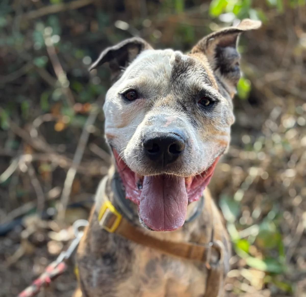 MR.JACK, male senior American Staffordshire Terrier for adoption at Help Guau