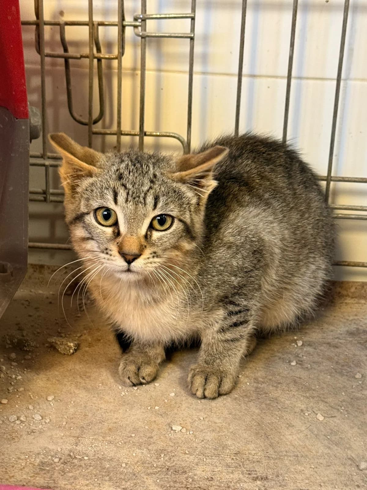 LU, male European Shorthair for adoption at Help Guau