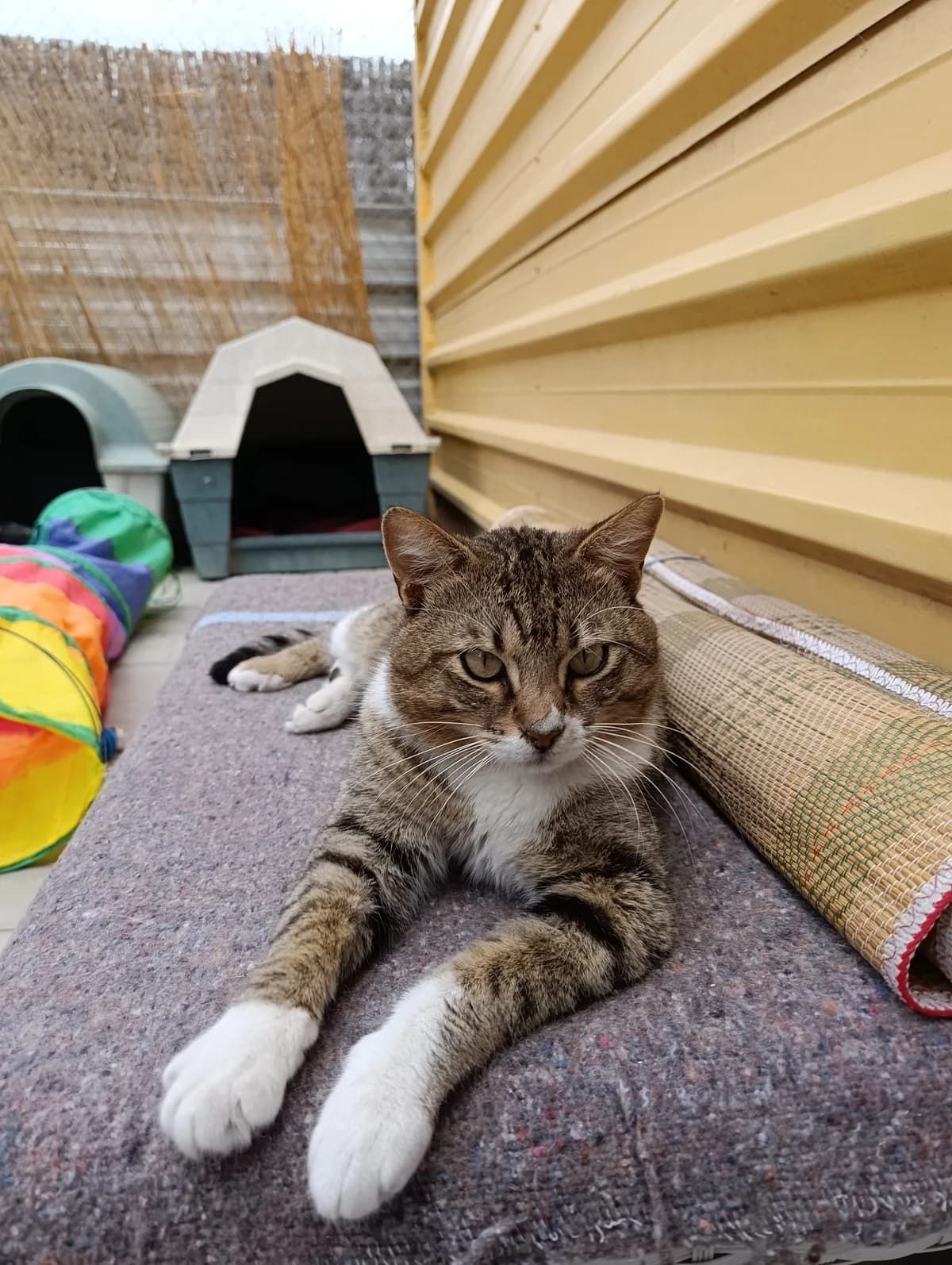KHAN, male 3yo European Shorthair for adoption at Help Guau