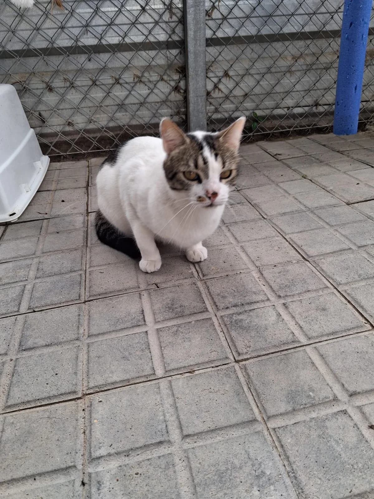 TORRE, male 5yo European Shorthair for adoption at Help Guau
