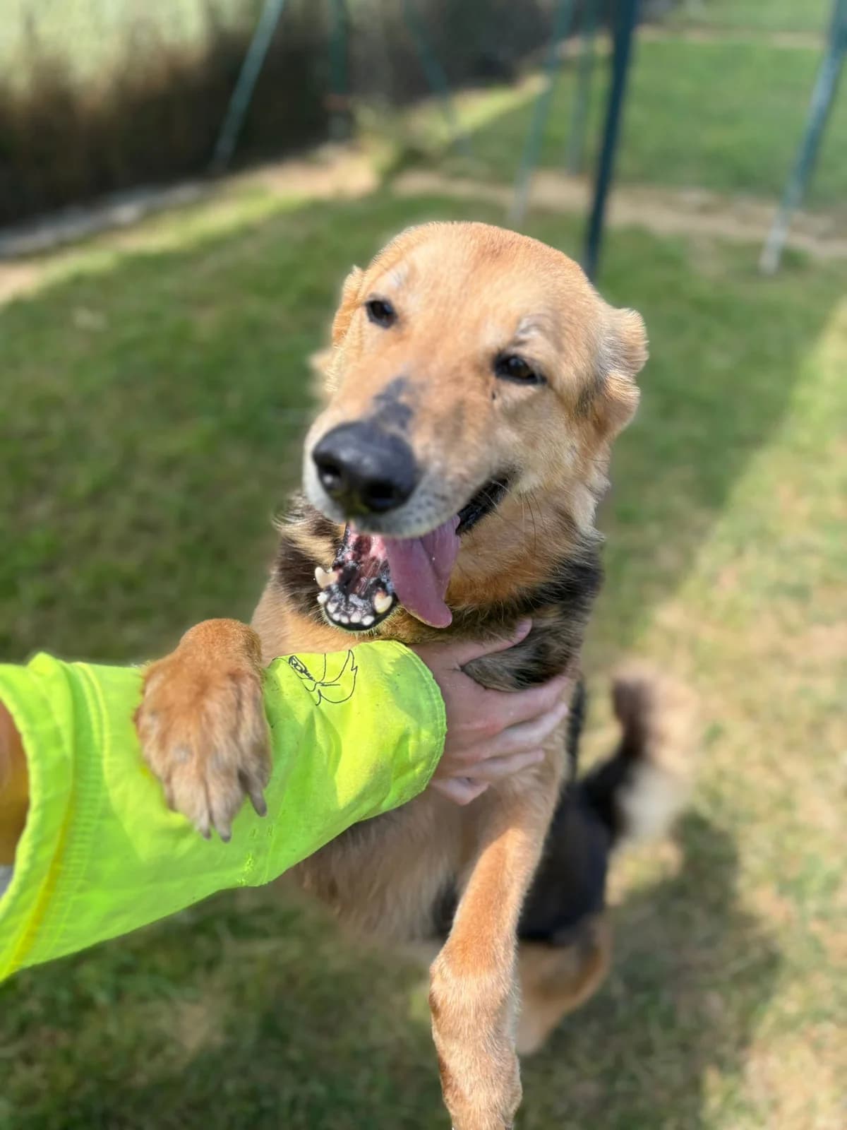 MALU, female mixed breed for adoption at Help Guau