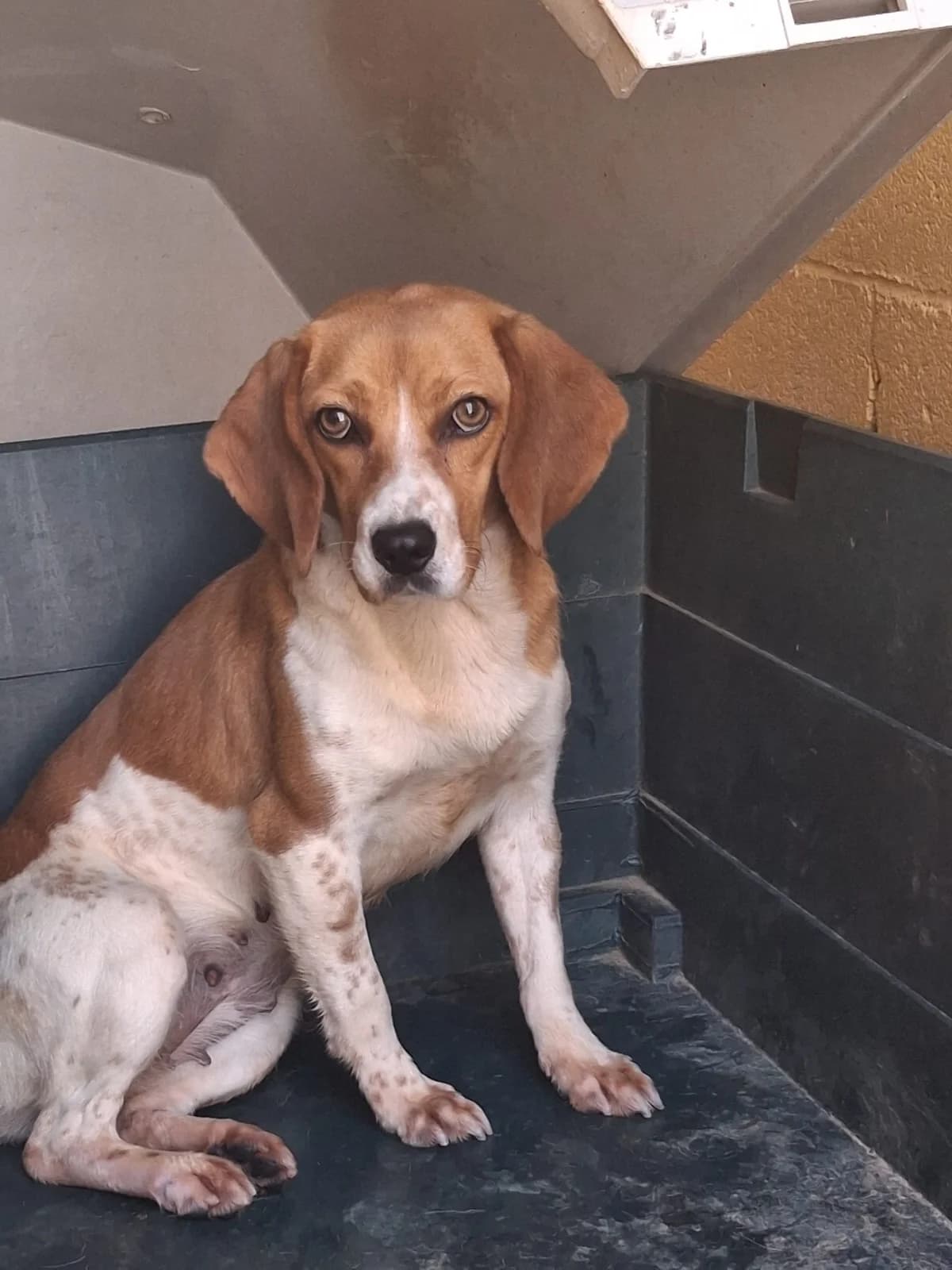DANTE, female Beagle for adoption at Help Guau