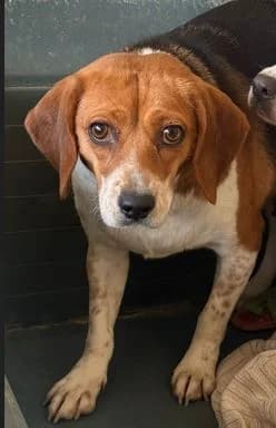 YAKI, female Beagle for adoption at Help Guau
