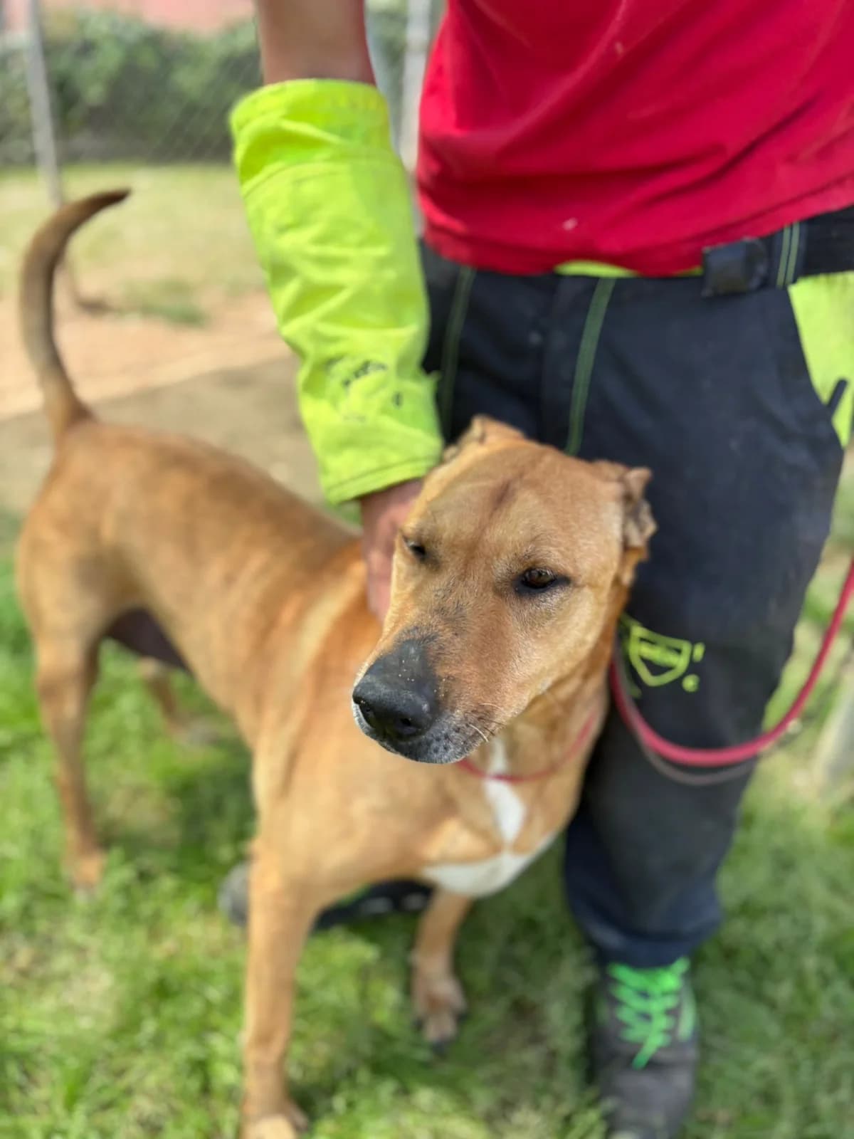 VIOLETA, female mixed breed for adoption at Help Guau