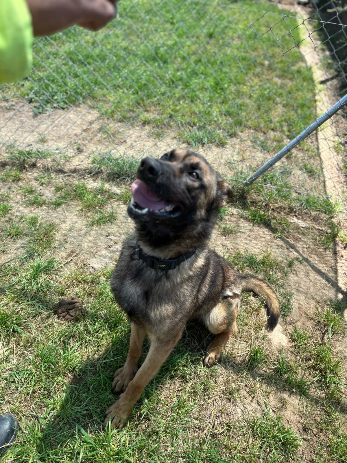 SUN, male young Belgian Malinois for adoption at Help Guau