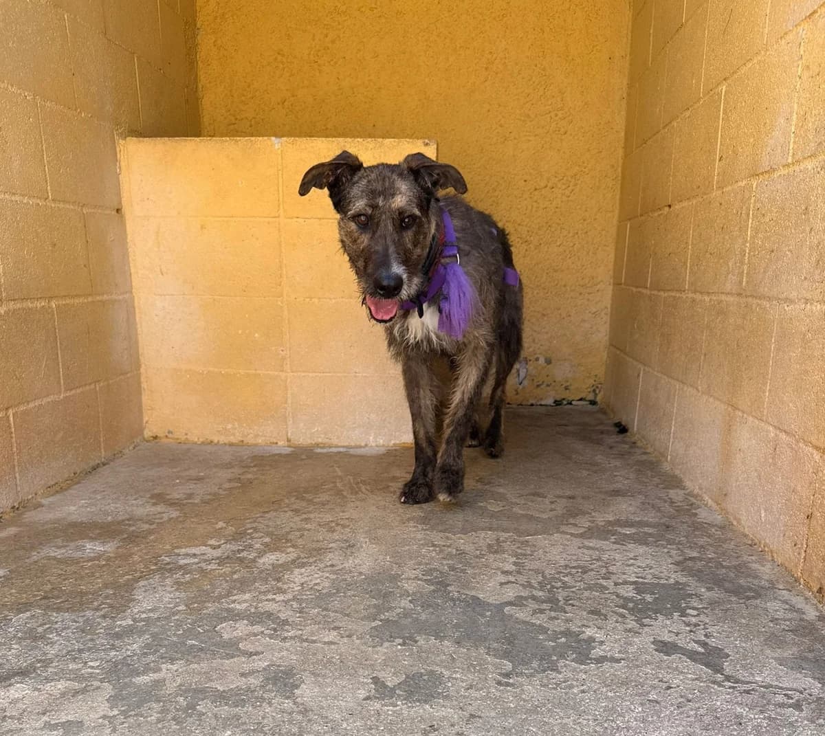 MINI, female Mixed Breed for adoption at Help Guau