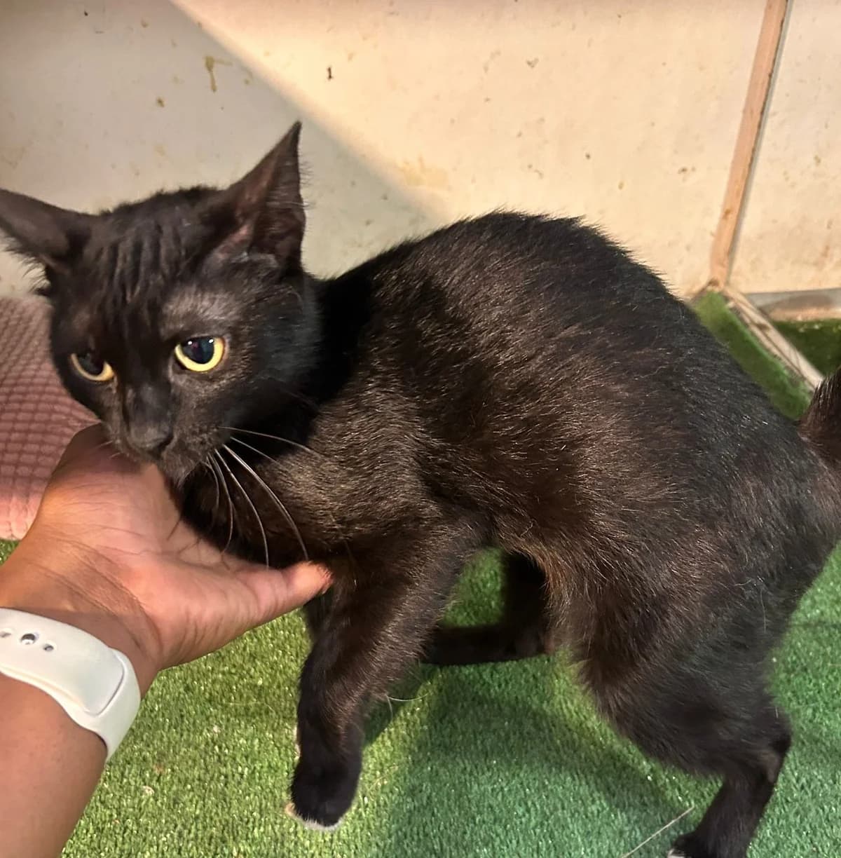 BAGHERA, female European Shorthair for adoption at Help Guau