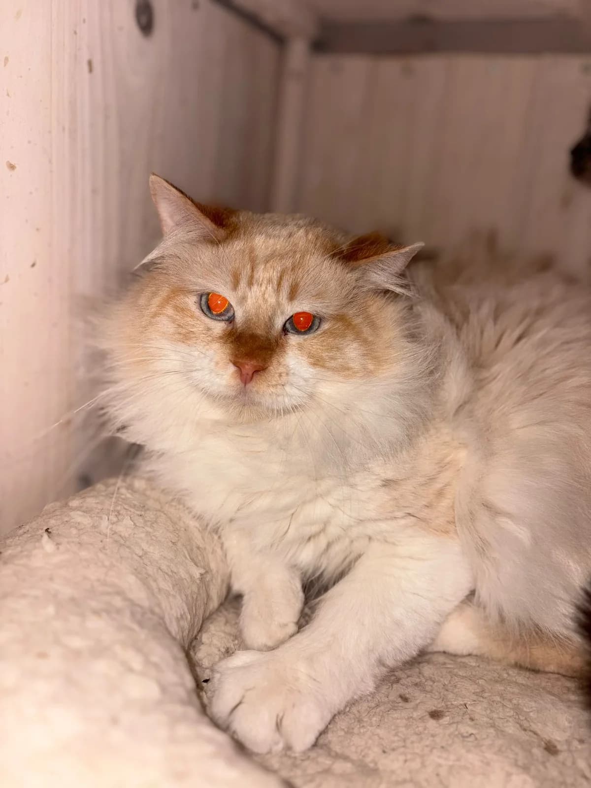 ZEUS, male young European Shorthair for adoption at Help Guau