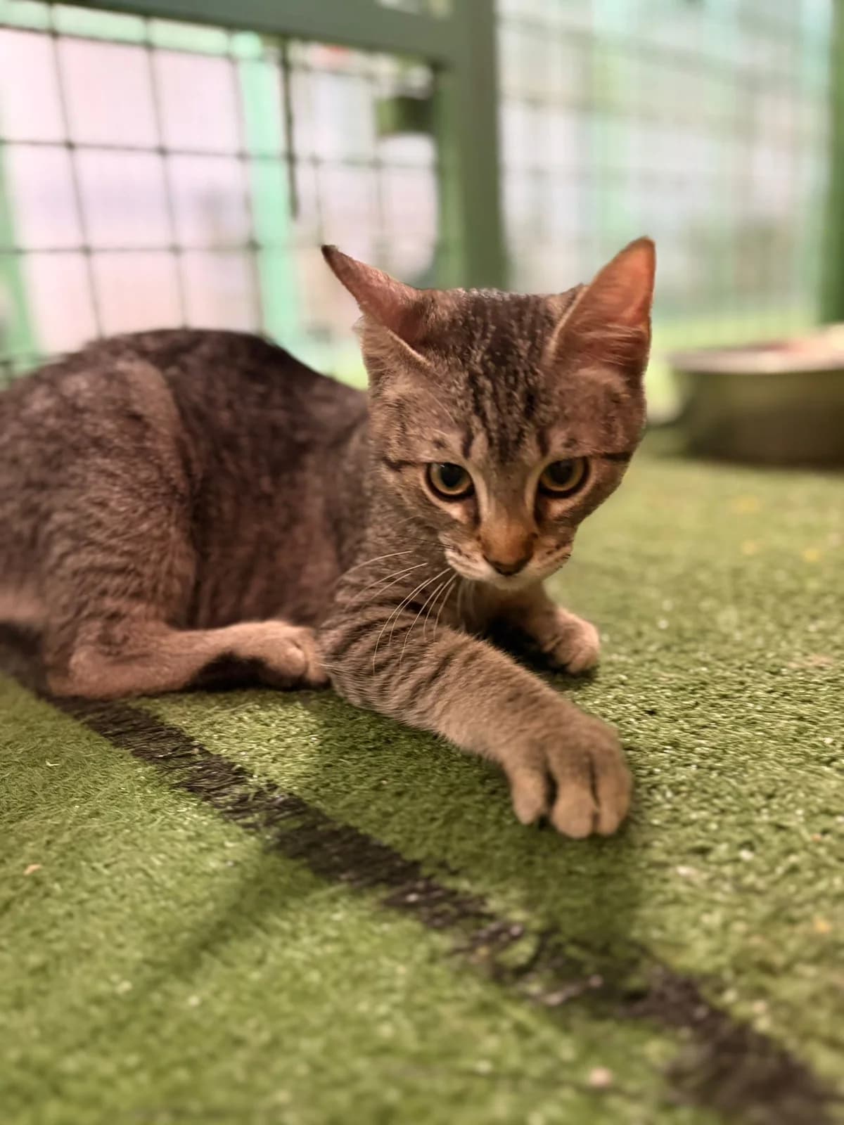 ROMEO, male puppy European Shorthair for adoption at Help Guau