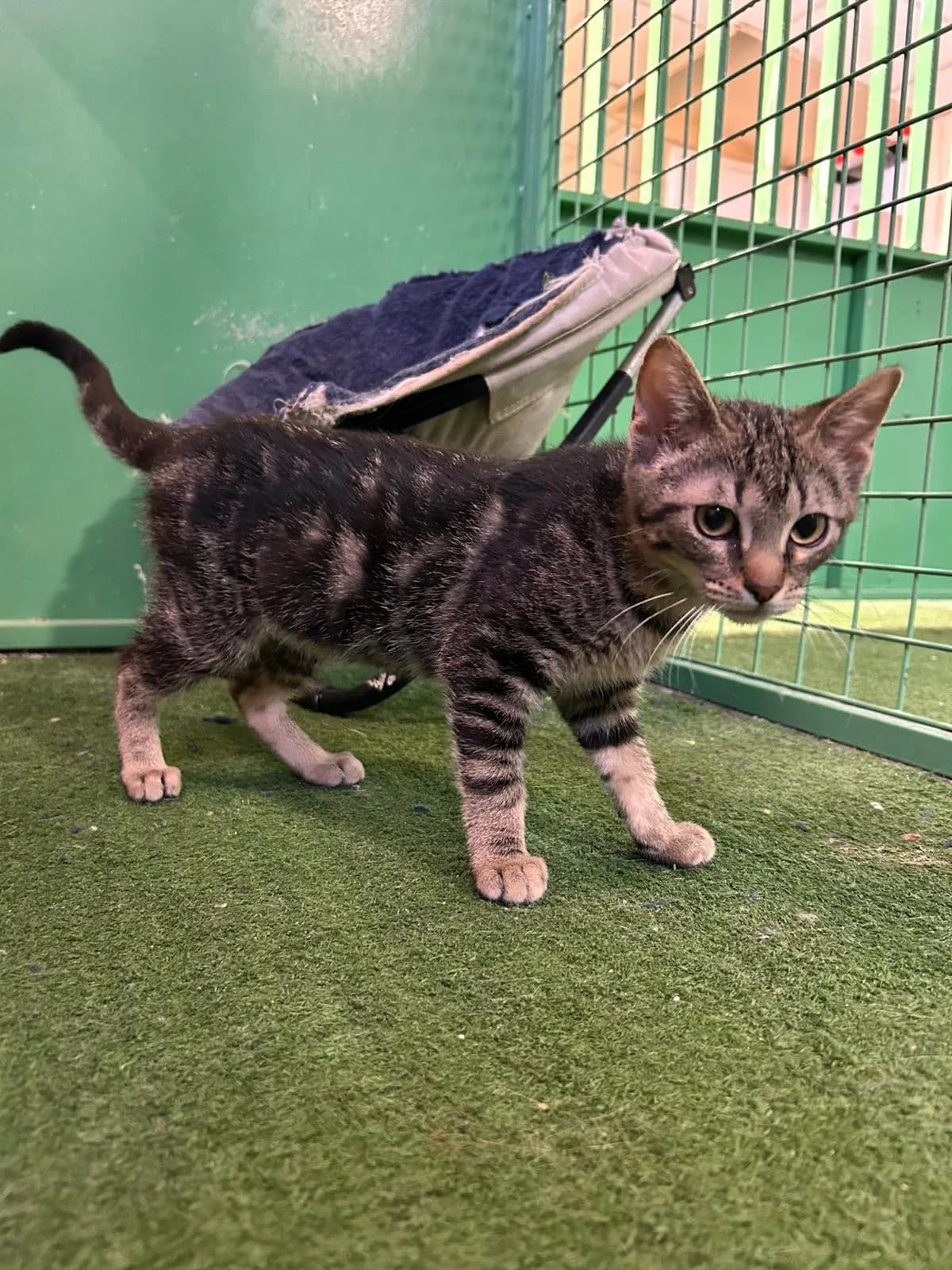 JULIETA, female puppy European Shorthair for adoption at Help Guau