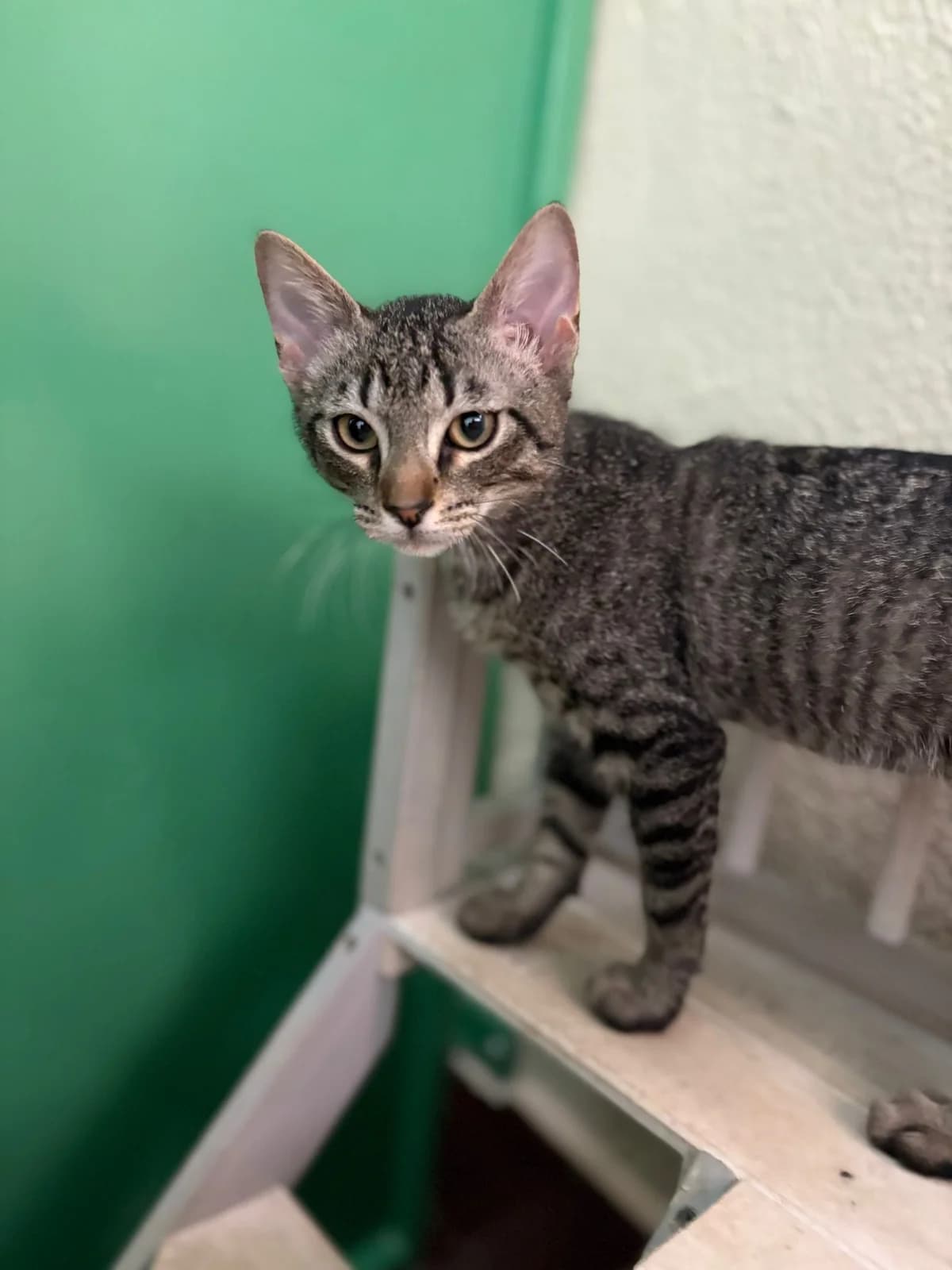 DANTE, male puppy European Shorthair for adoption at Help Guau