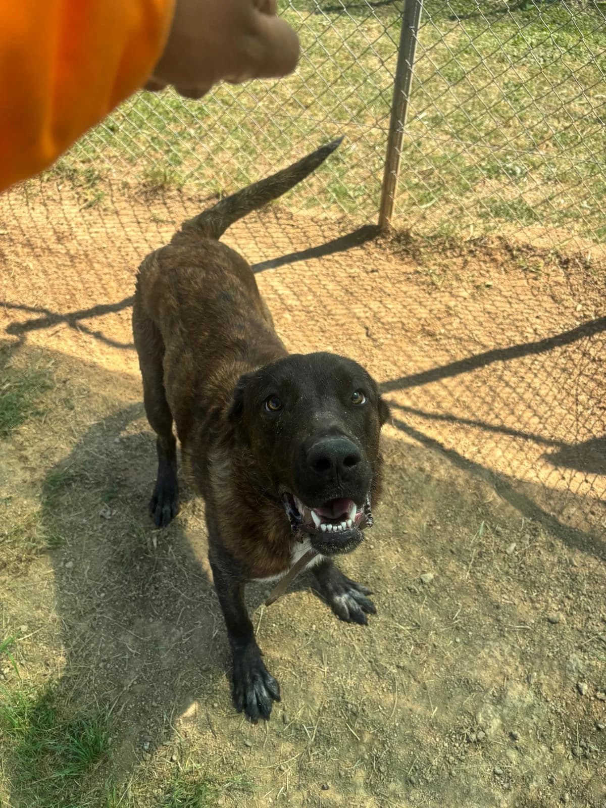 RAKSHA, female young Pit Bull Terrier for adoption at Help Guau