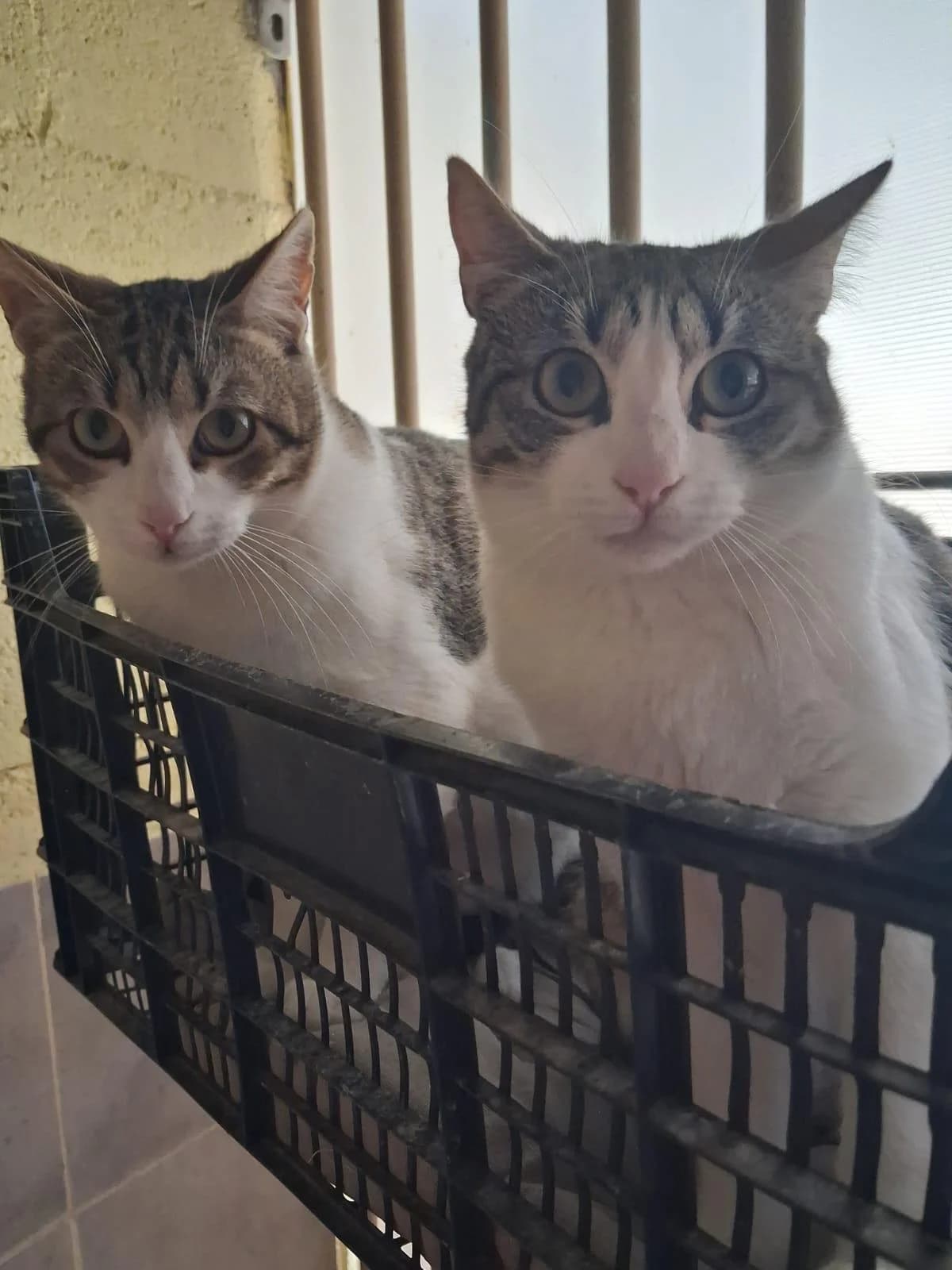 EIKI Y REIKO, female young European Shorthair for adoption at Help Guau