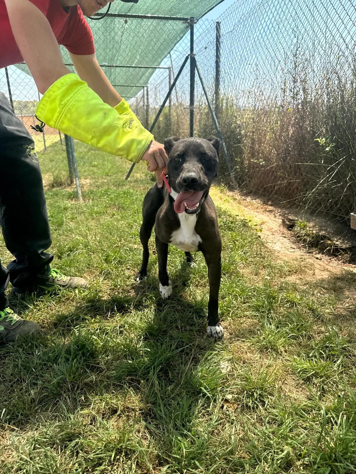 VILMA, female 4yo American Staffordshire Terrier for adoption at Help Guau