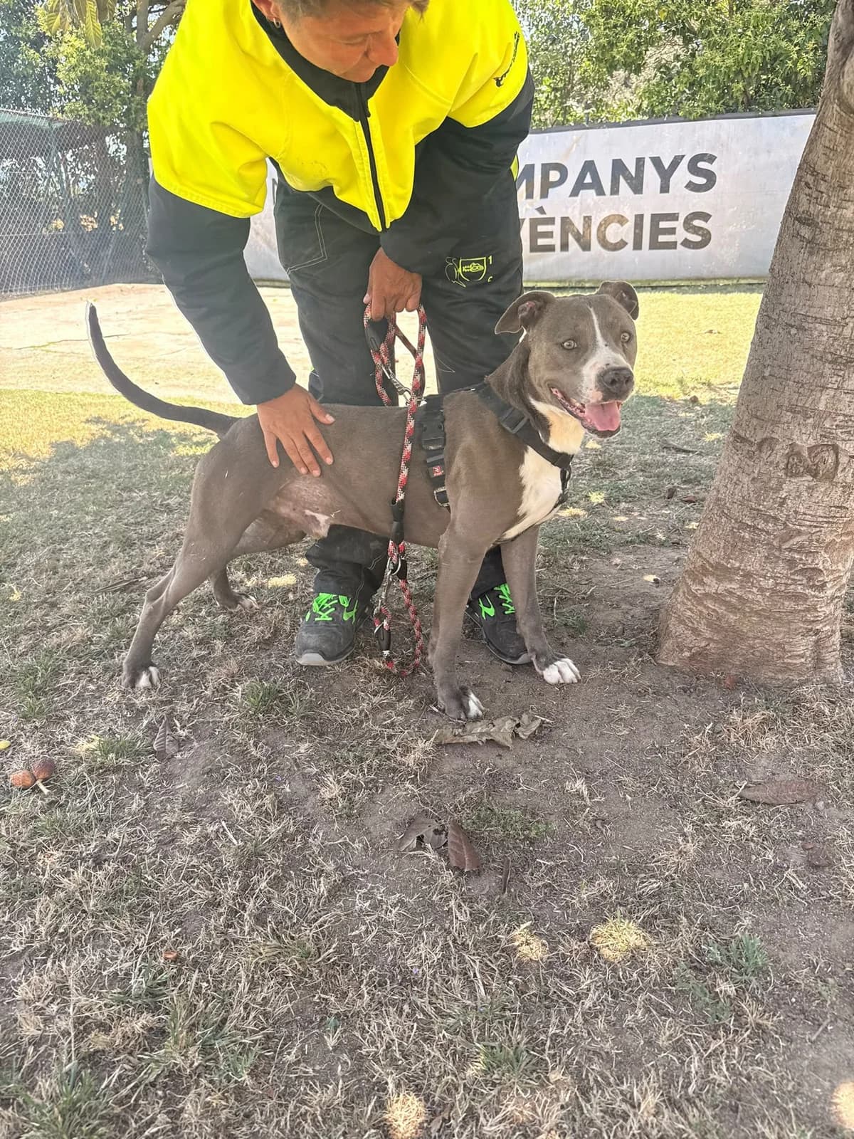 GORDO, male 6yo American Staffordshire Terrier for adoption at Help Guau