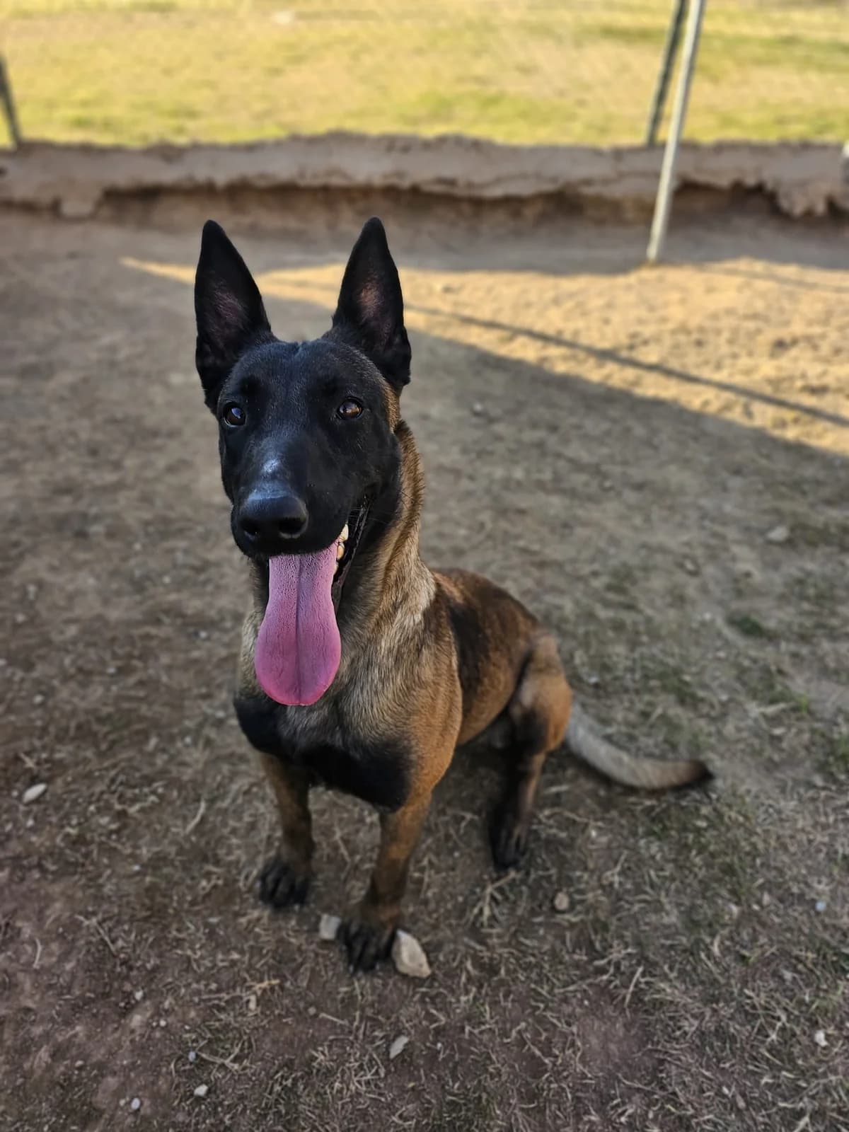 LINDA, female Belgian Malinois for adoption at Help Guau