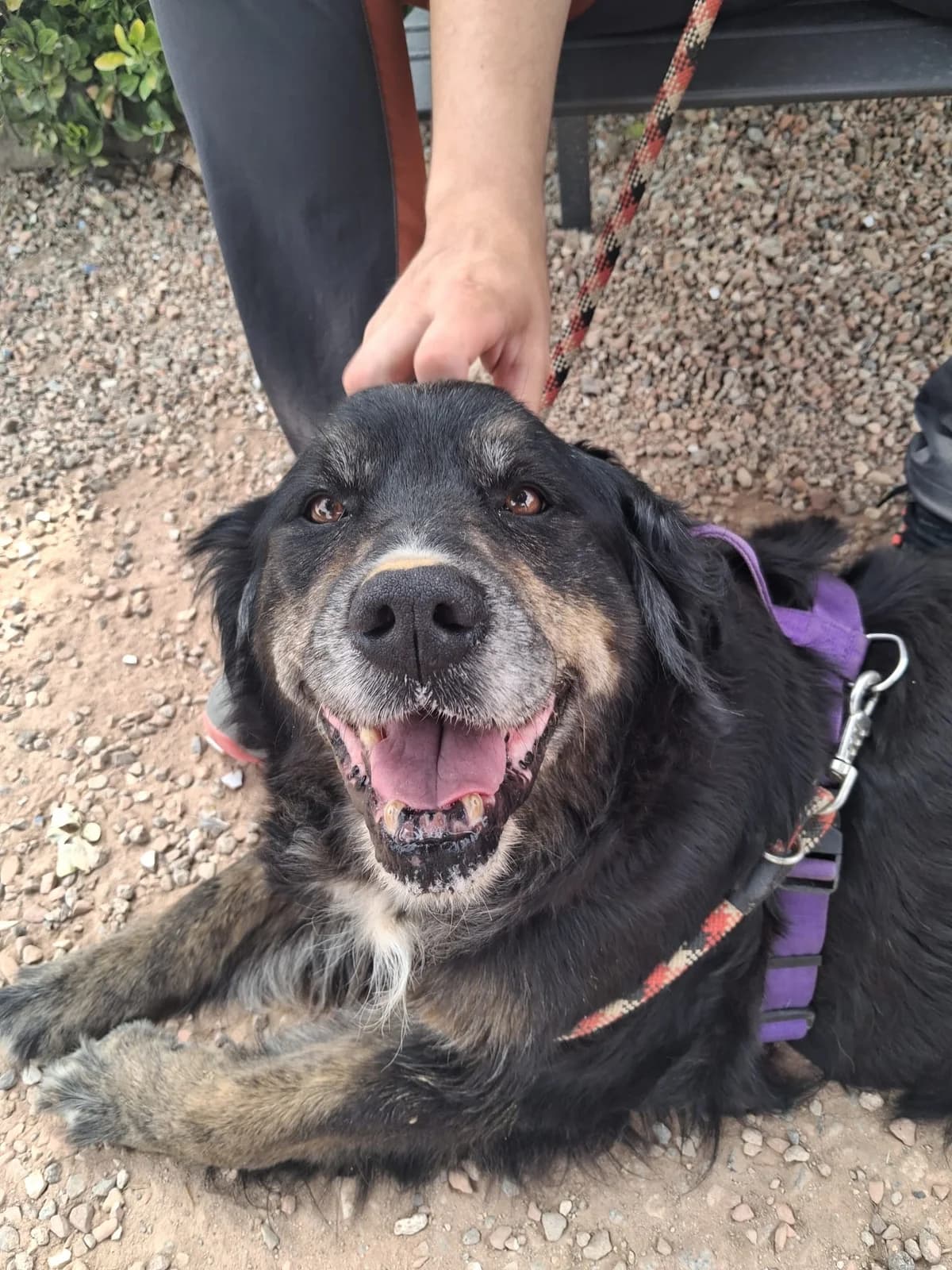 NIÑA, female senior Mixed Breed for adoption at Help Guau