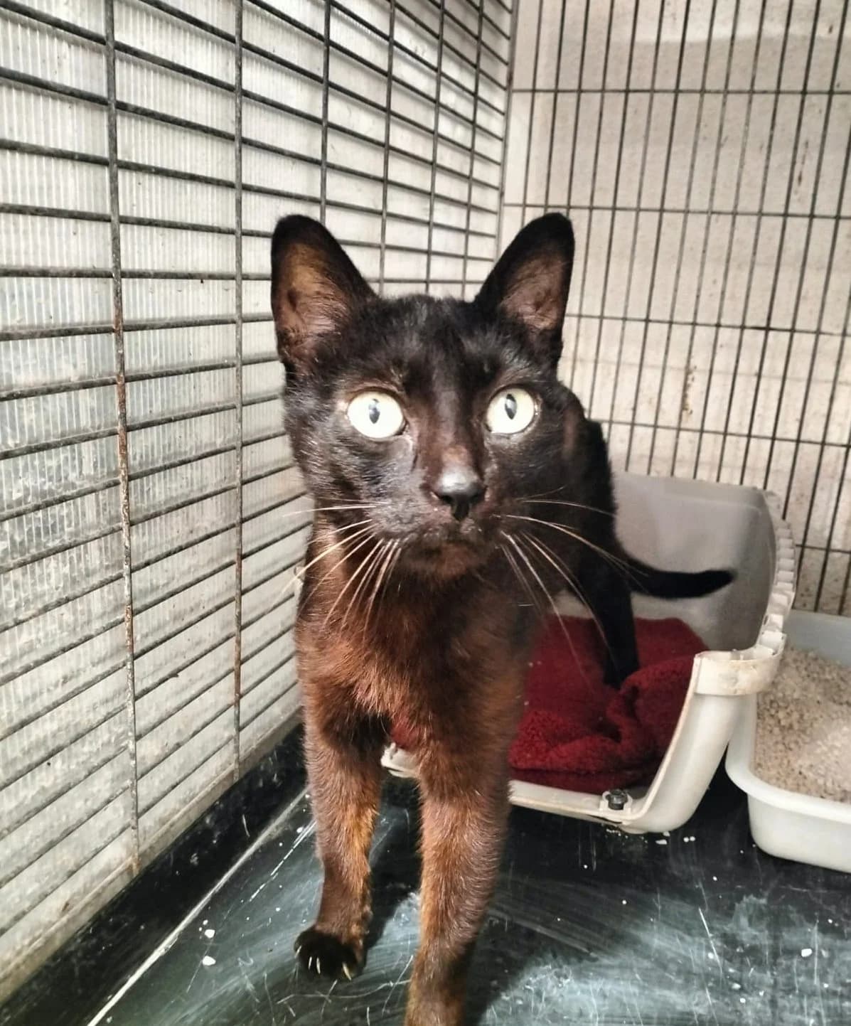 ORI, female 5yo European Shorthair for adoption at Help Guau