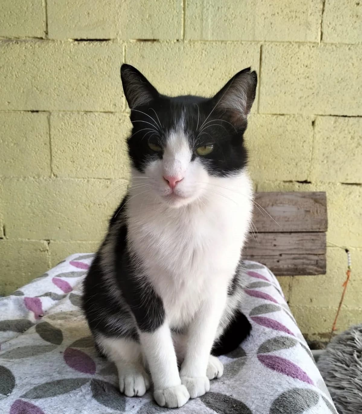 PUMBA, male young European Shorthair for adoption at Help Guau