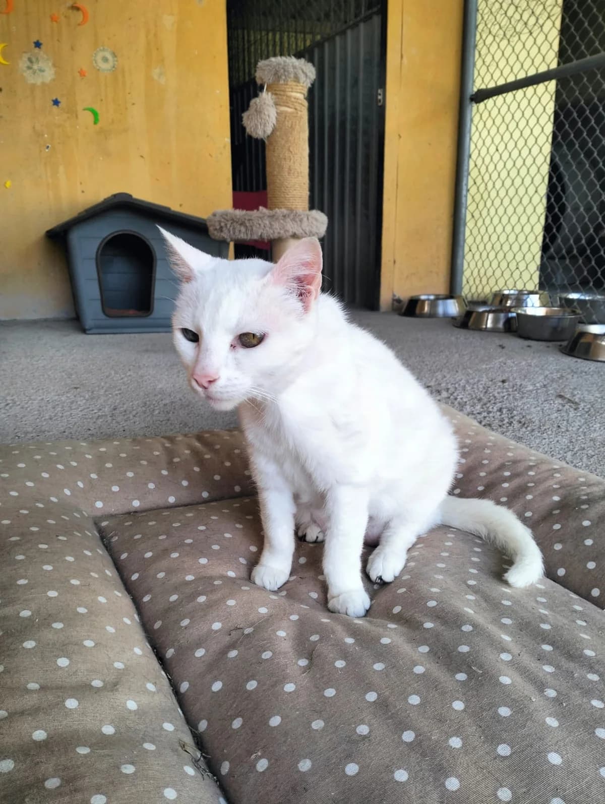 LUNA, female senior European Shorthair for adoption at Help Guau