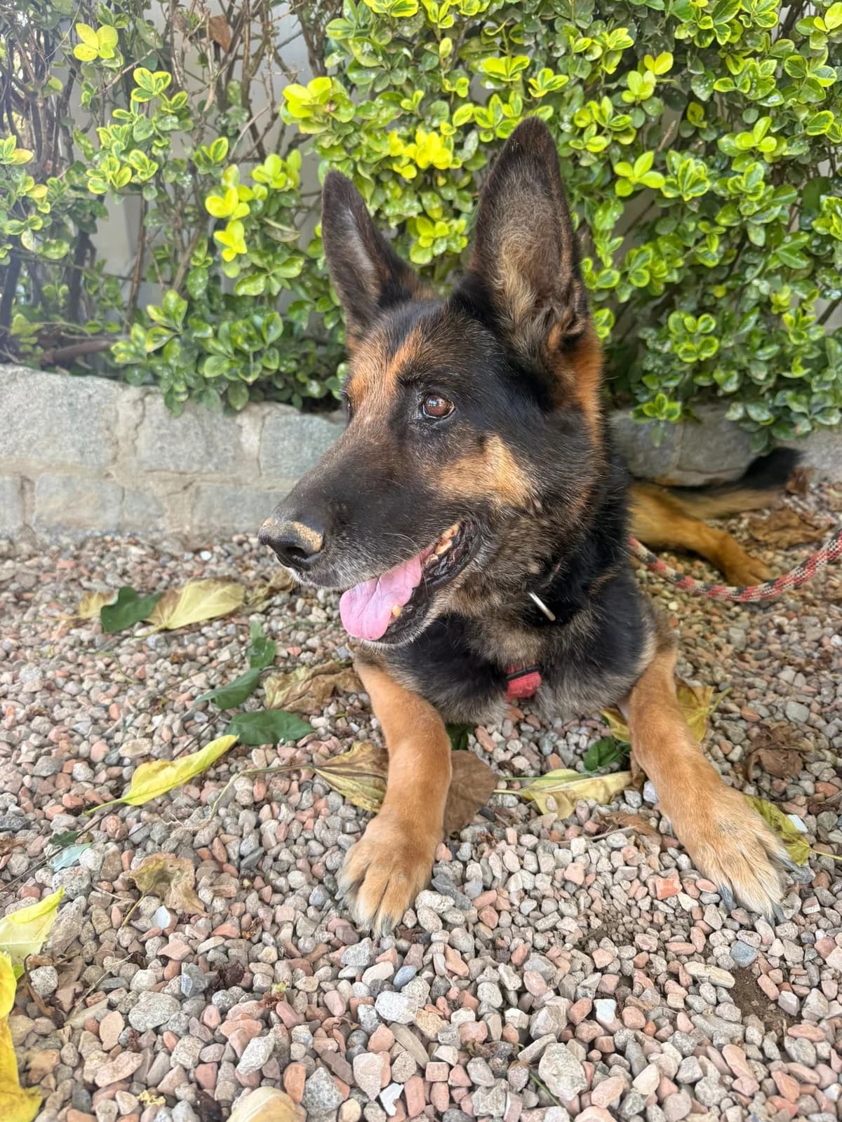 ECO, male senior German Shepherd for adoption at Help Guau