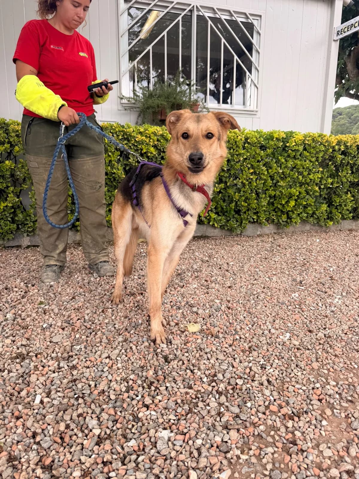 COQUI, male Mixed Breed for adoption at Help Guau