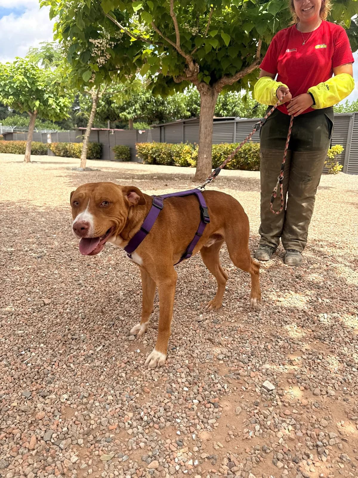 RED, male Mixed Breed for adoption at Help Guau