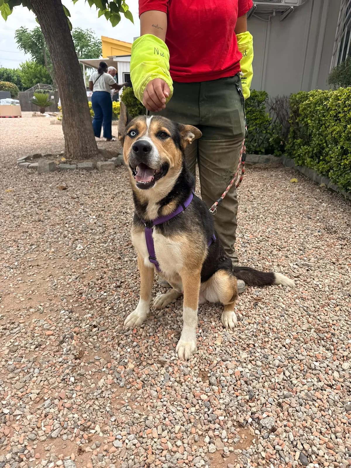 LILO, male Mixed Breed for adoption at Help Guau