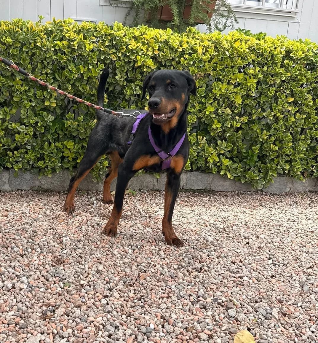 LUKE, male Mixed Breed for adoption at Help Guau