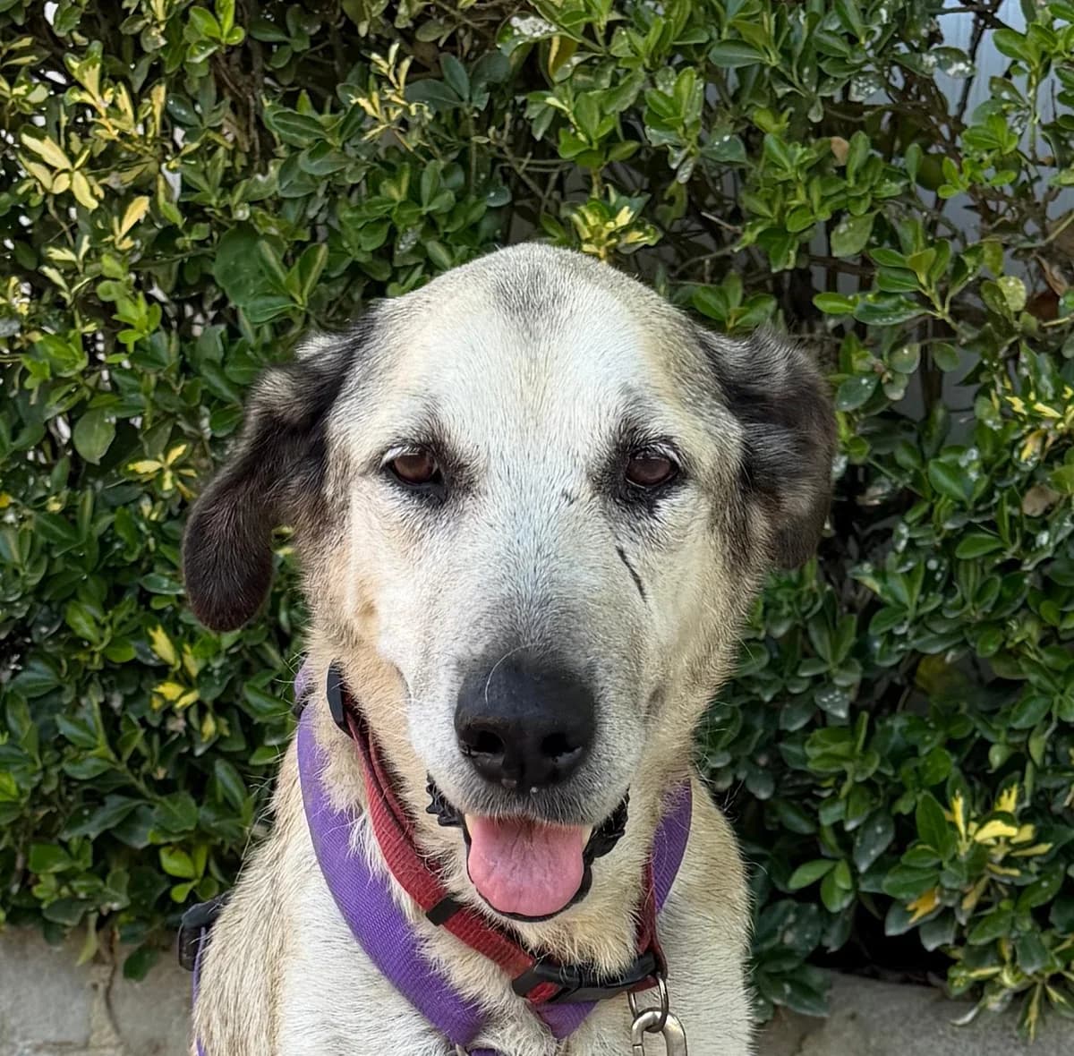 LALA, female Mixed Breed for adoption at Help Guau