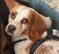 PUPI, male Beagle for adoption at Help Guau
